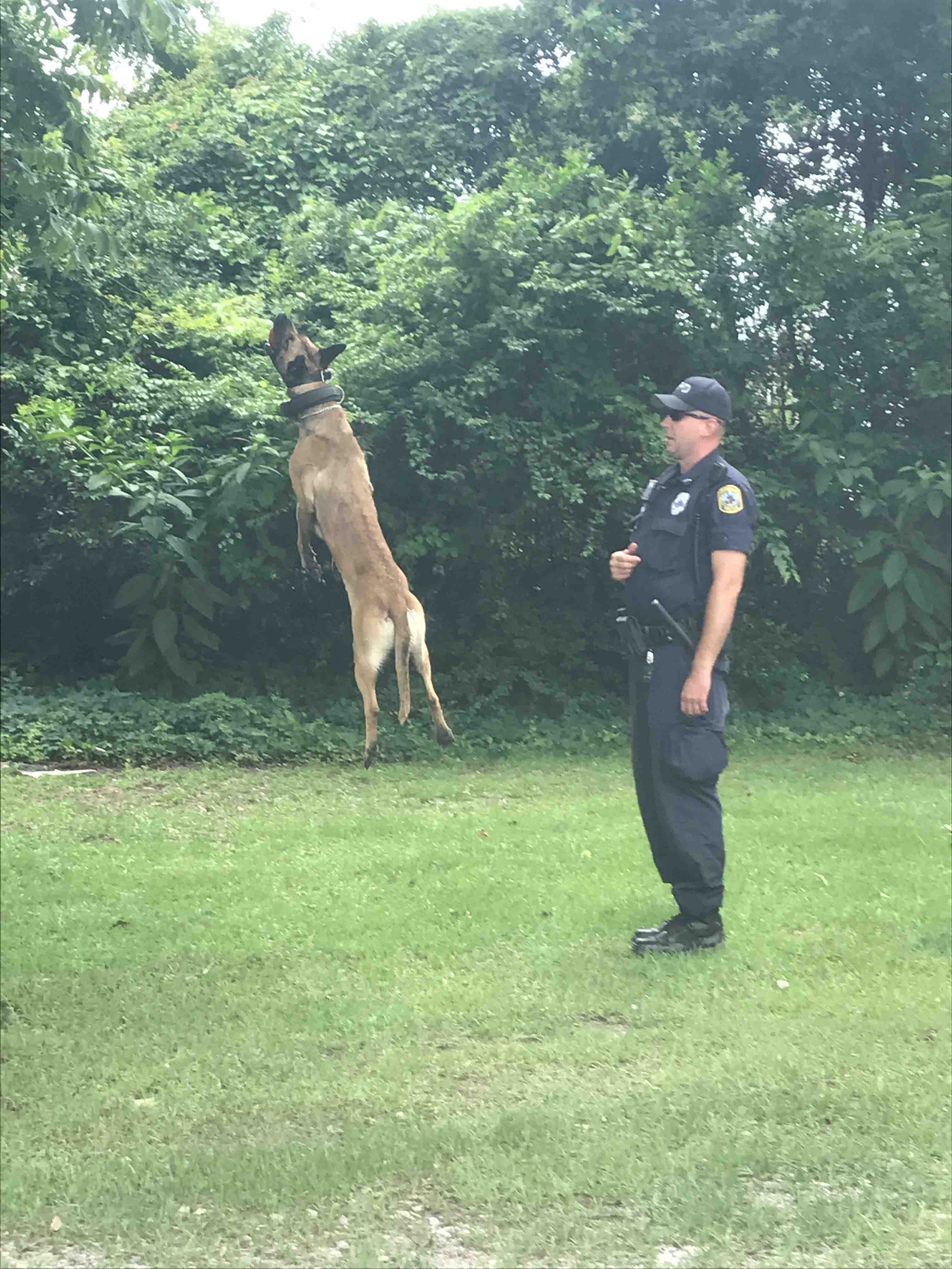 Columbia police officer training K-9 officer