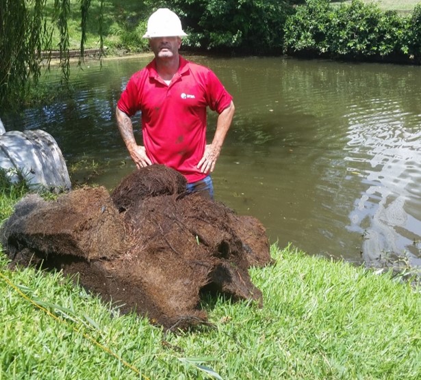 Mount Pleasant worker inspecting large root mat remved from clogged drainage pipe